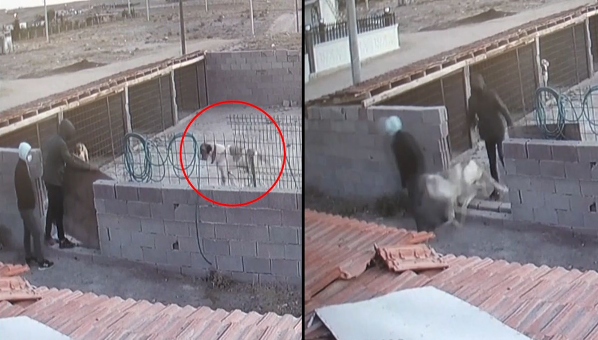 Aksaray Malaklısı'nı böyle çaldılar: Bir ayda 15 köpek çalındı