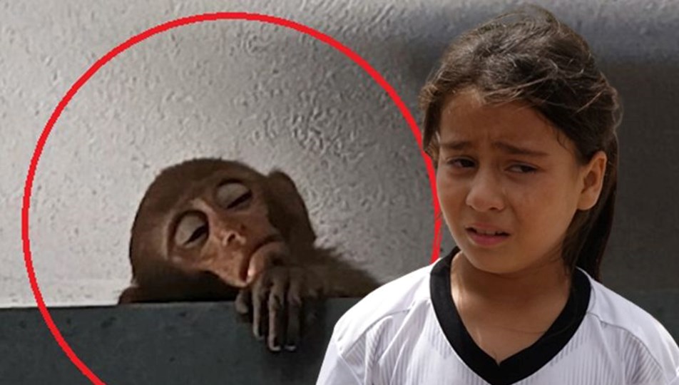 Evlere giren maymun yakalandı, küçük kız gözyaşı döktü | “Şakir’i
götürmeyin”