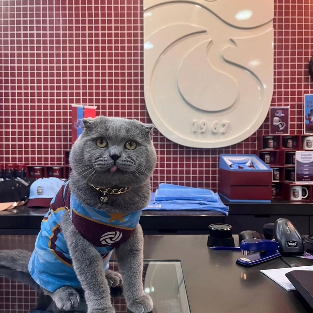 Trabzonsporlu fenomen kedi Tom'un stadyuma alınması için çağrı - 1