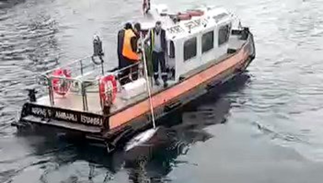 İki kez kurtarılmıştı! Avcılar'da ölü yunus sahile vurdu