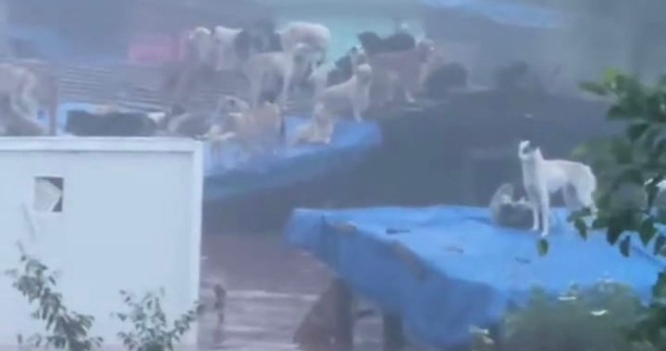 Bartın’daki sel nedeniyle özel bir barınaktaki 56 köpek telef oldu: Sahibine 434 bin TL ceza - 1