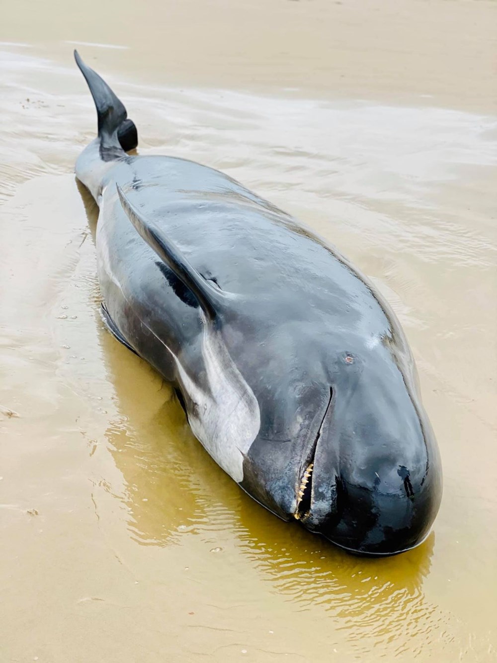 Avustralya'da sığ sularda mahsur kalan balinalardan en az 90'ı öldü - 1