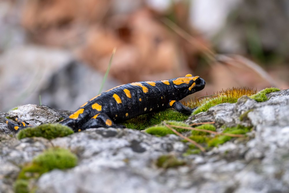 Nesli tehdit alt�ndaki "lekeli semender" Adana'da g�r�nt�lendi