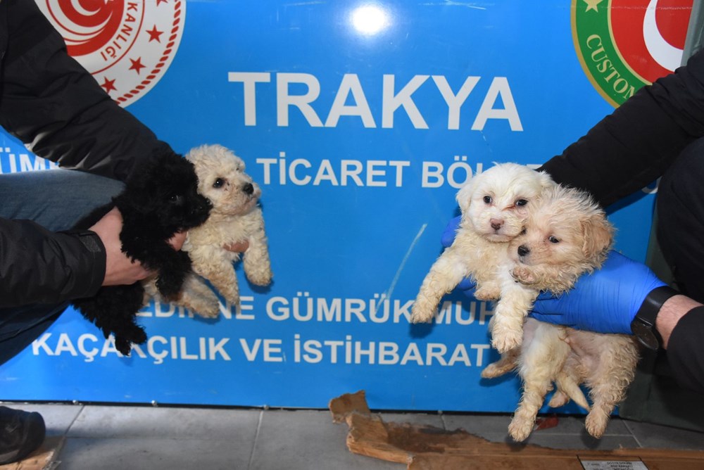 Romanya�dan gelen yolcu otobüsünde, Terrier cinsi 23 yavru köpek ele