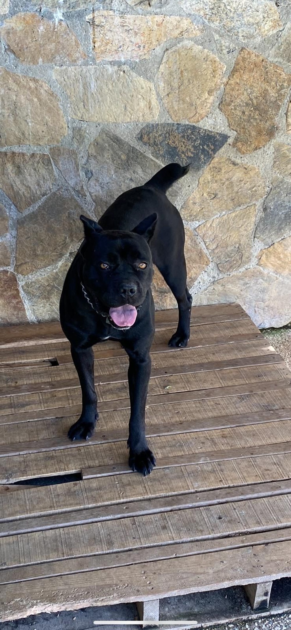 İstanbul'da silah operasyonu: Puma, flamingo, iguana ele geçirildi - 3