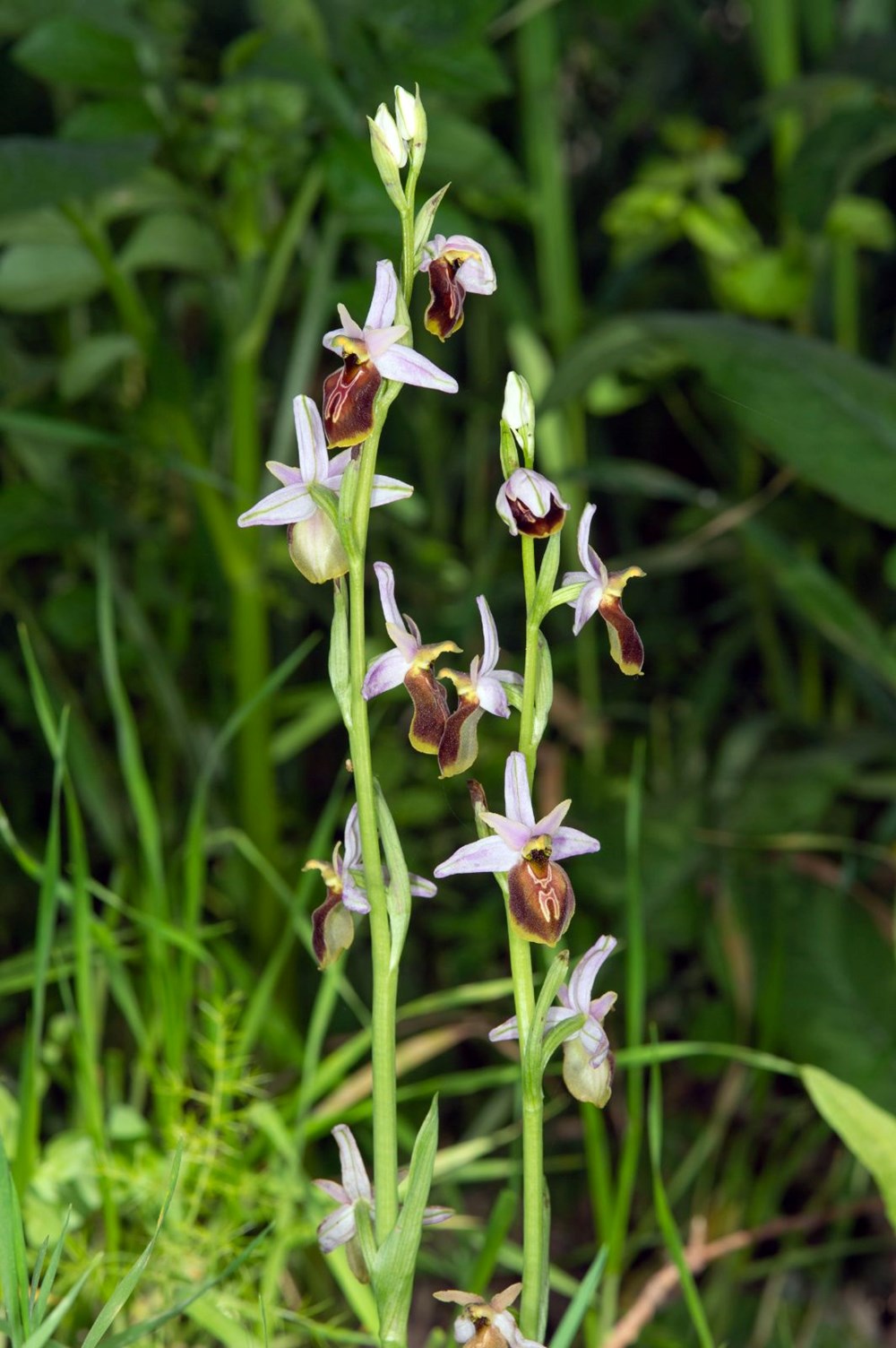 30.000 Tür Arasında Bir Kayıp: Türkiye'nin Nadir Likya Salebi Tükeniyor mu? 77 JtdUJybCKEWfilI6JWhe7Q