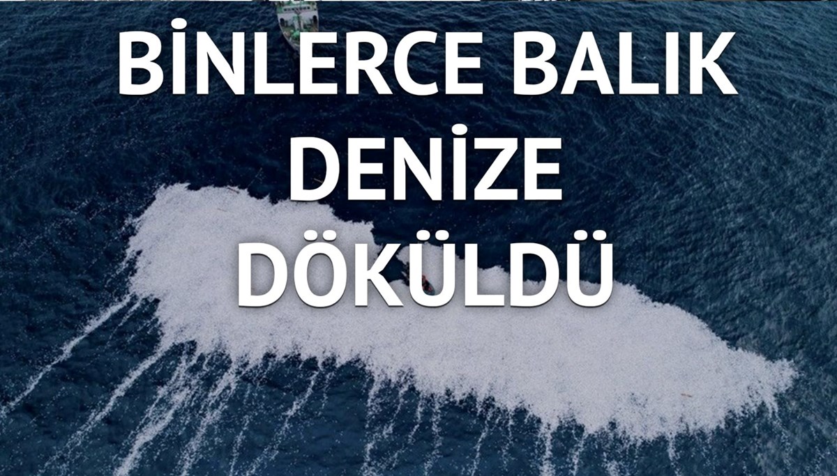 Balıklar trol gemilerinin kurbanı mı oldu?