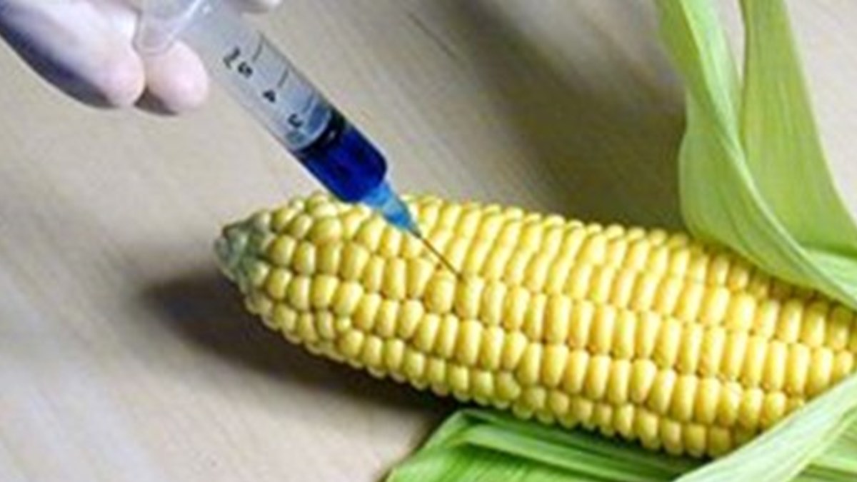 gdo lu urunler insan sagligini nasil etkiler saglik haberleri ntv