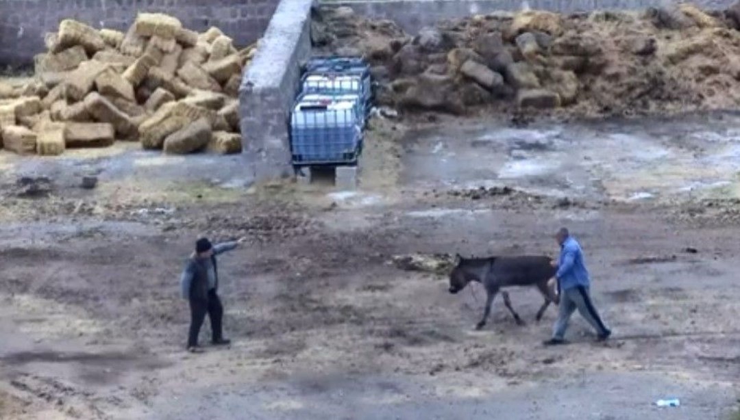 Çiftlikte dehşet: Eşeği bıçaklayarak, atları zehirleyerek öldürdüler!