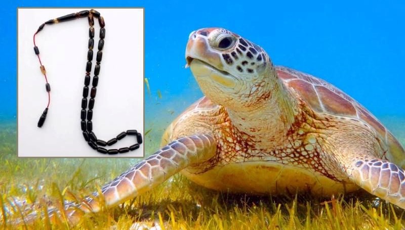 caretta-caretta-kabu-undan-sat-l-k-tespih-son-dakika-t-rkiye