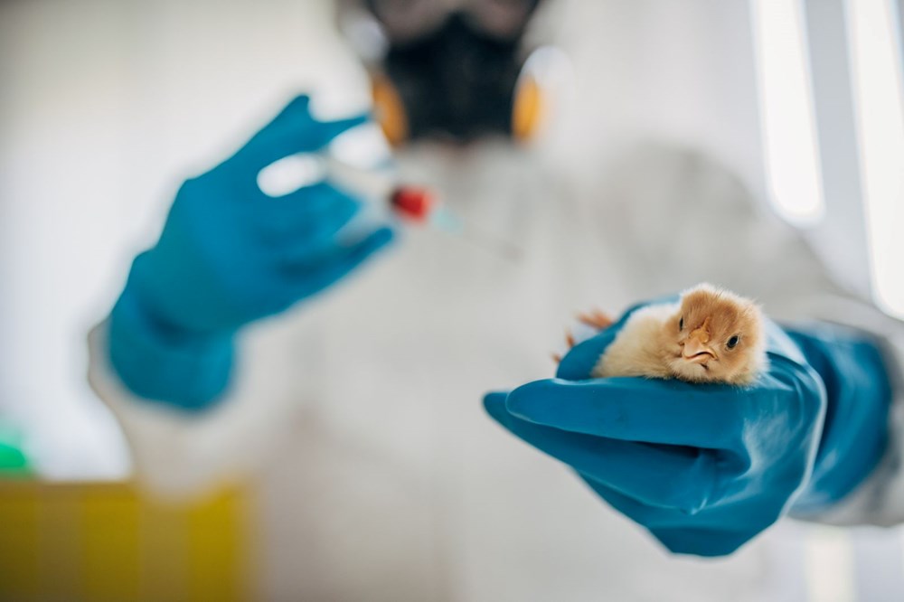 Dünyada kuş gribi kaynaklı ilk insan ölümü gerçekleşti: Kuş gribi pandemiye neden olur mu? - 7