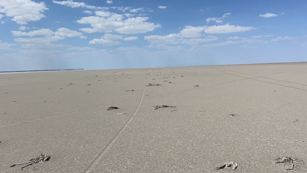 Tuz Gölü'nde toplu flamingo ölümleri: Soruşturma başlatıldı - 6