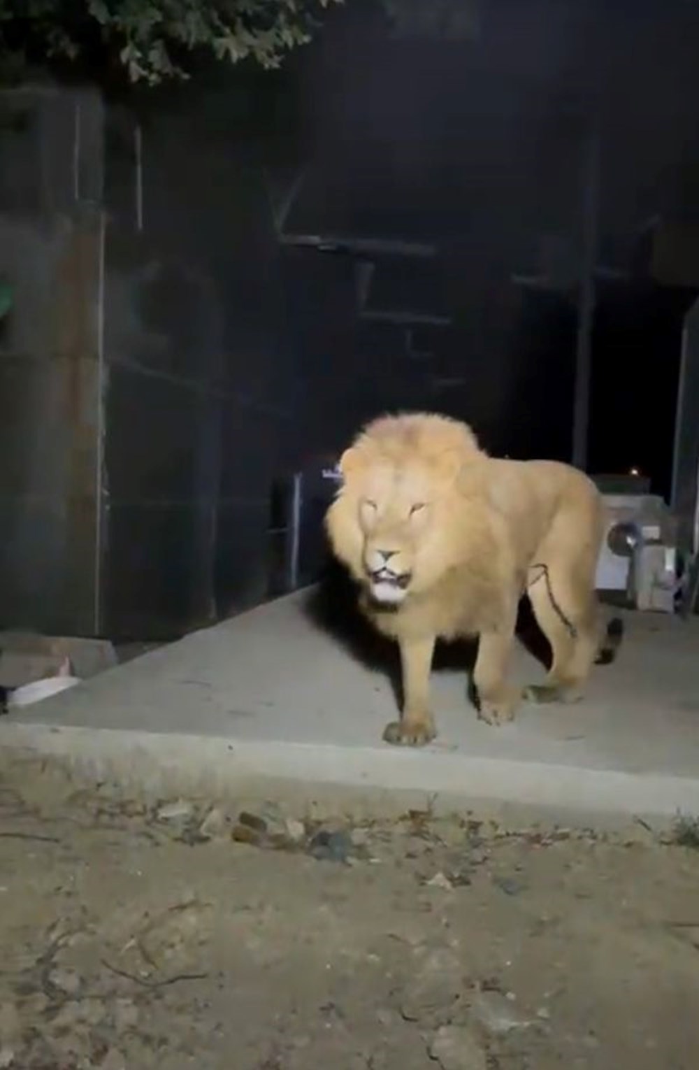 Manavgat'ta firari aslanla boğuşan adam anlattı: Bir anda üstüme çöktü - 12