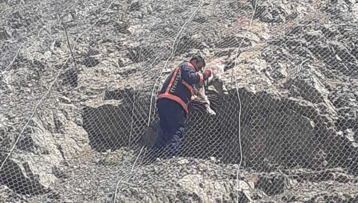 Koruma ağlarına takılan yabani keçiler kurtarıldı