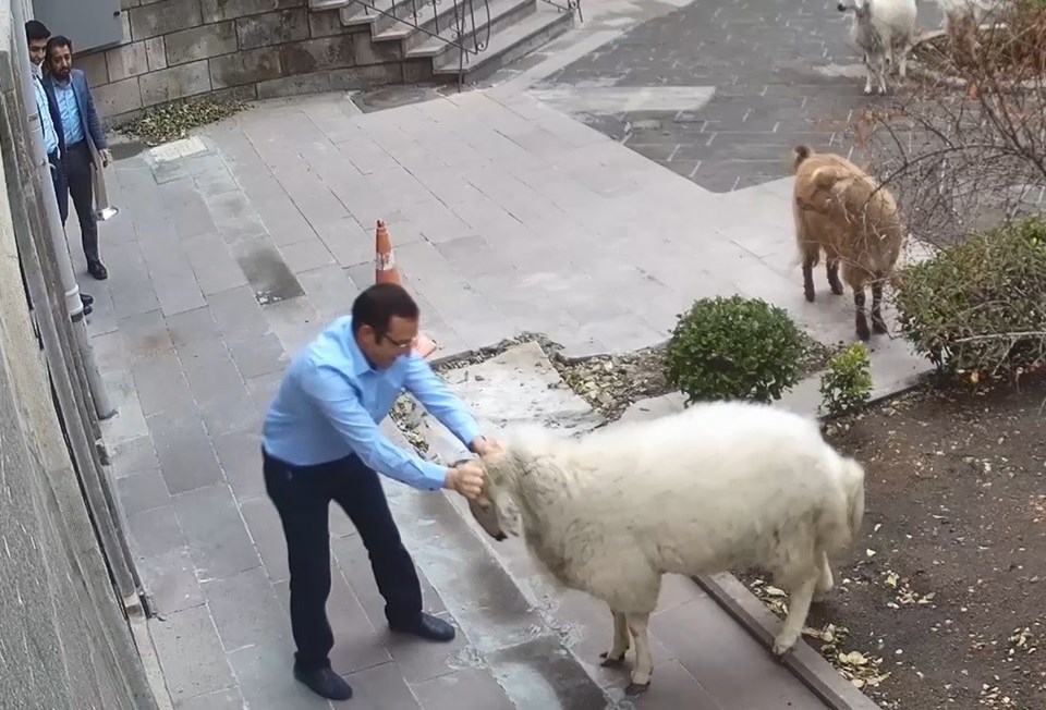 Nevşehir Belediyesi: 1 koyun,1 keçi, 3 kuzu tarafından esir alınmış bulunmaktayız - 2