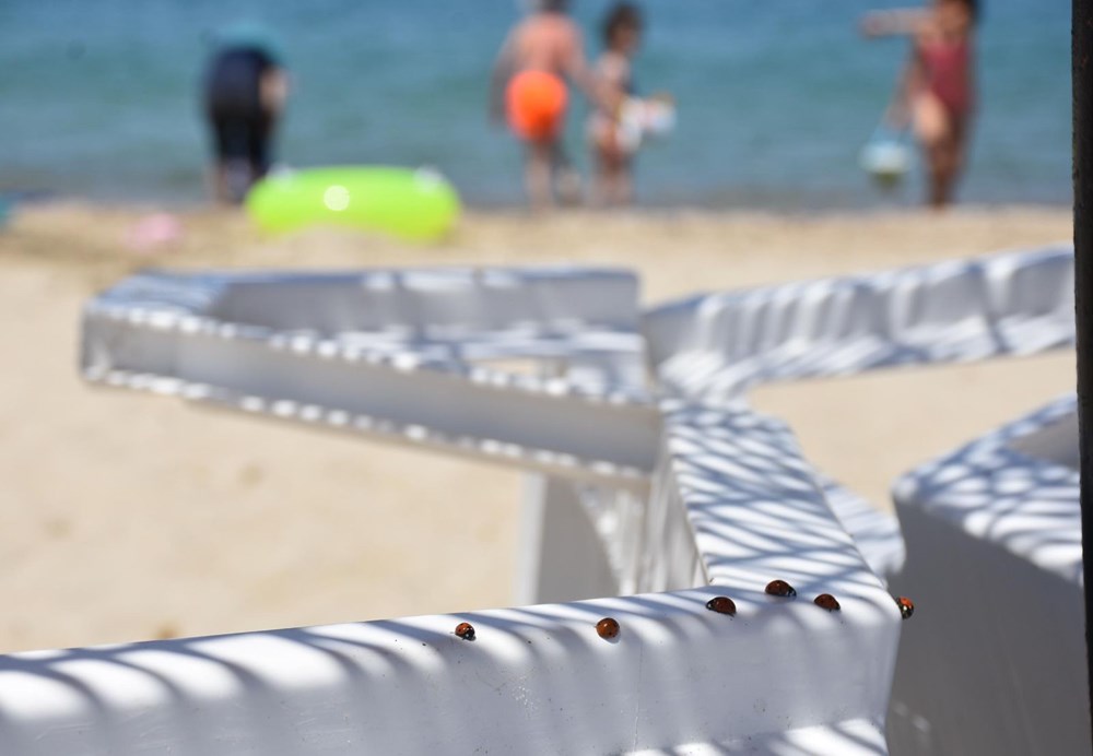 Saros Körfezi'nde uğur böceği istilası - 10