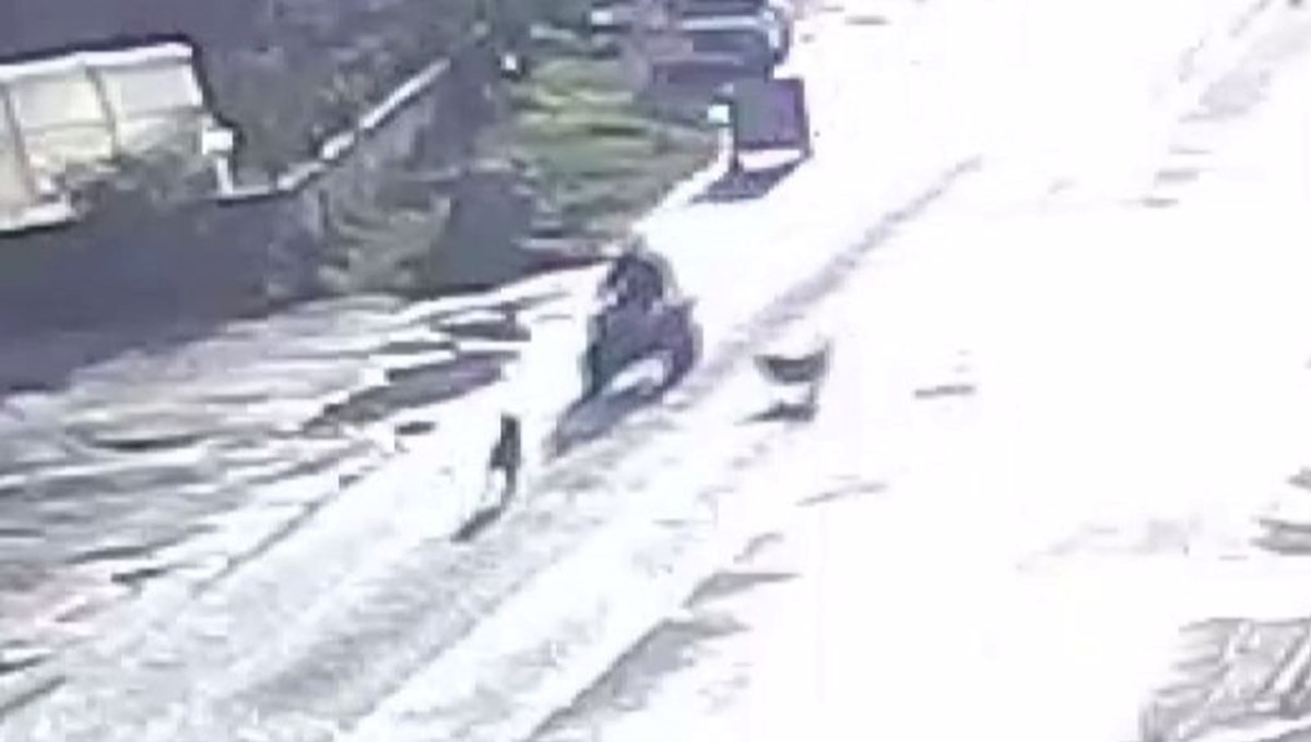Sahipsiz köpekler kaza yaptırdı Sahipsiz köpekler kaza yaptırdı