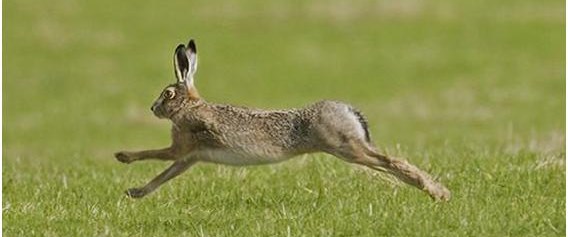 За заяц русак. Заяц бежал со скоростью. Заяц убегает от хищника. Заяц русак скорость. Заяц русак скорость.