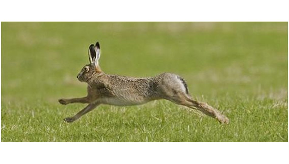 Заяц убегает от хищника. Зайцы бегущие по кругу. Картинка заяц бежит среди грибов. Заяц бежит картина Академическая.
