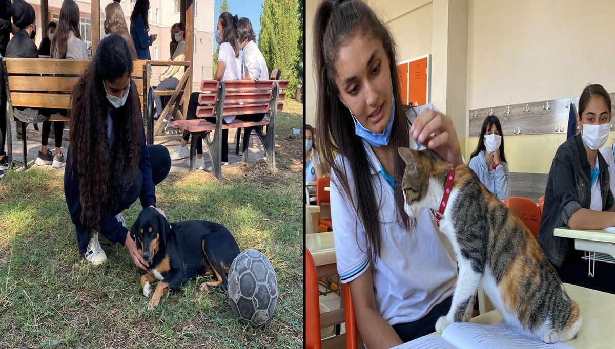 Tarçın ve Şila okulun maskotu oldu: Derslere onlar da giriyor