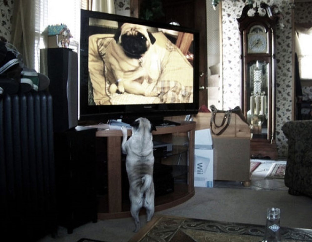 Собаки смотрят телевизор. Собака и телевизор. Собака возле телевизора. Кот и телевизор. Животное в телевизоре.