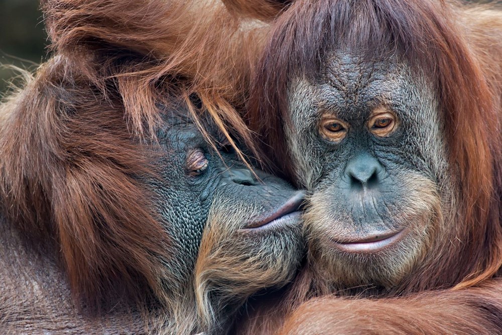 Orangutanlar havalı olduklarını göstermek için yeni argo sözcükler geliştiriyor - 5