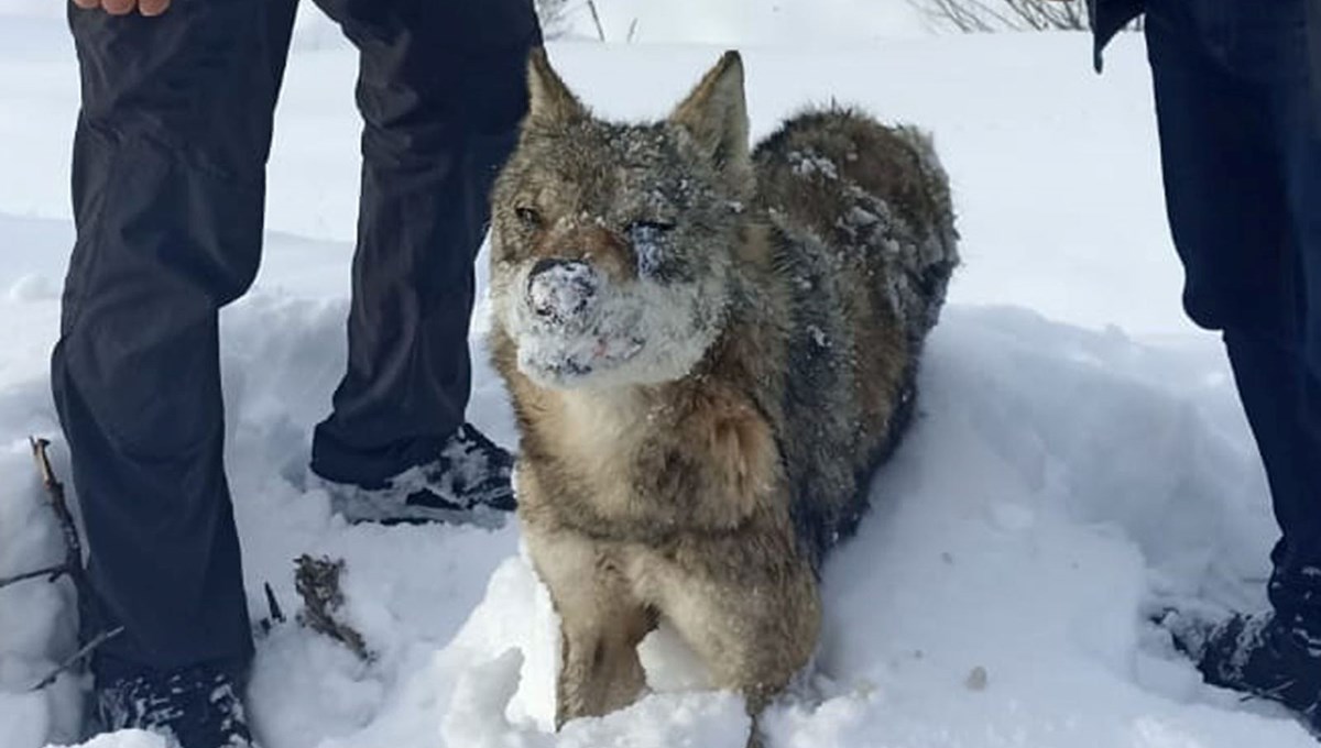 Sivas'ın soğuğu ayakta dondurdu