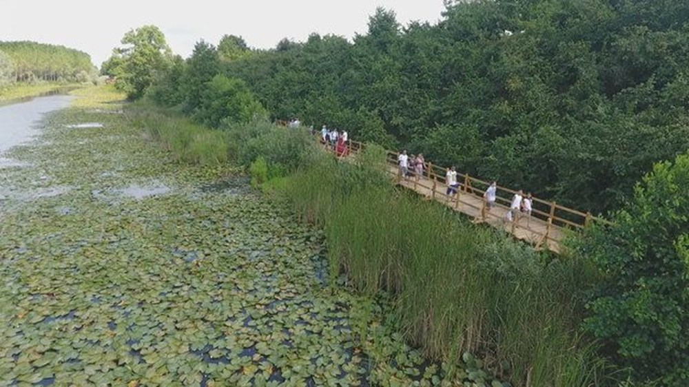 Dünyada ikinci, Türkiye'de ise tek parça halindeki en büyük longoz: Sakarya Acarlar Longozu - 10