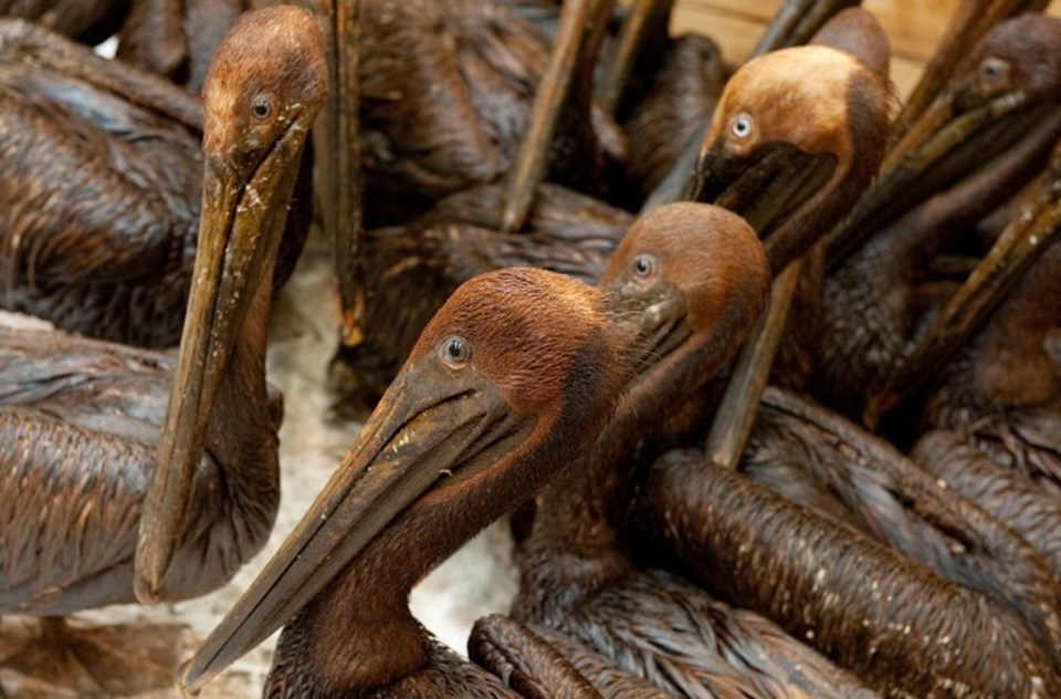 BP'nin neden olduğu 2010 yılındaki Meksika Körfezi petrol sızıntısından olumsuz etkilenen pelikanlar.
