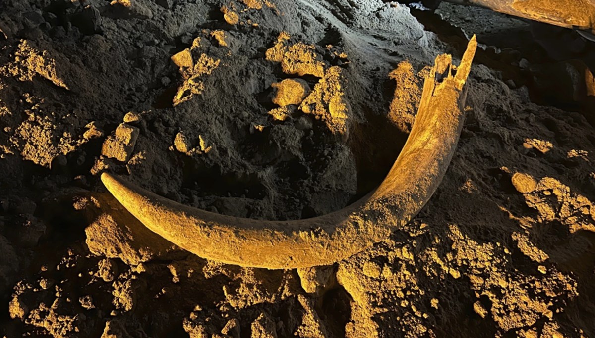 Kuzey Dakota'daki kömür madencileri binlerce yıldır gömülü olan mamut dişini ortaya çıkardı