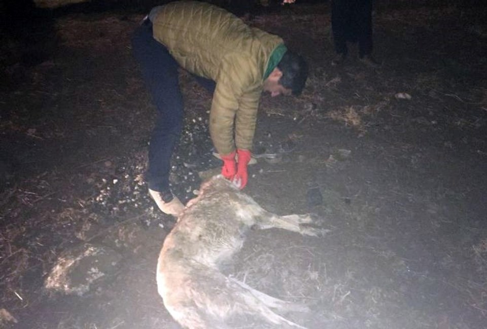 İki çocuğu ısıran köpek kuduz çıktı köy karantinaya alındı NTV