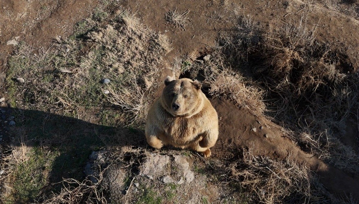 Dron gören ayının sevimli halleri