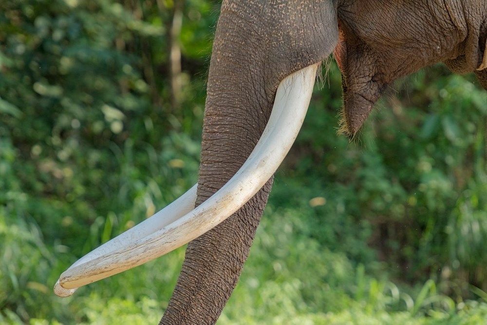 Mozambik'te filler insanlıktan korunmak için mutasyon geçirdi: Artık dişsiz doğuyorlar - 5