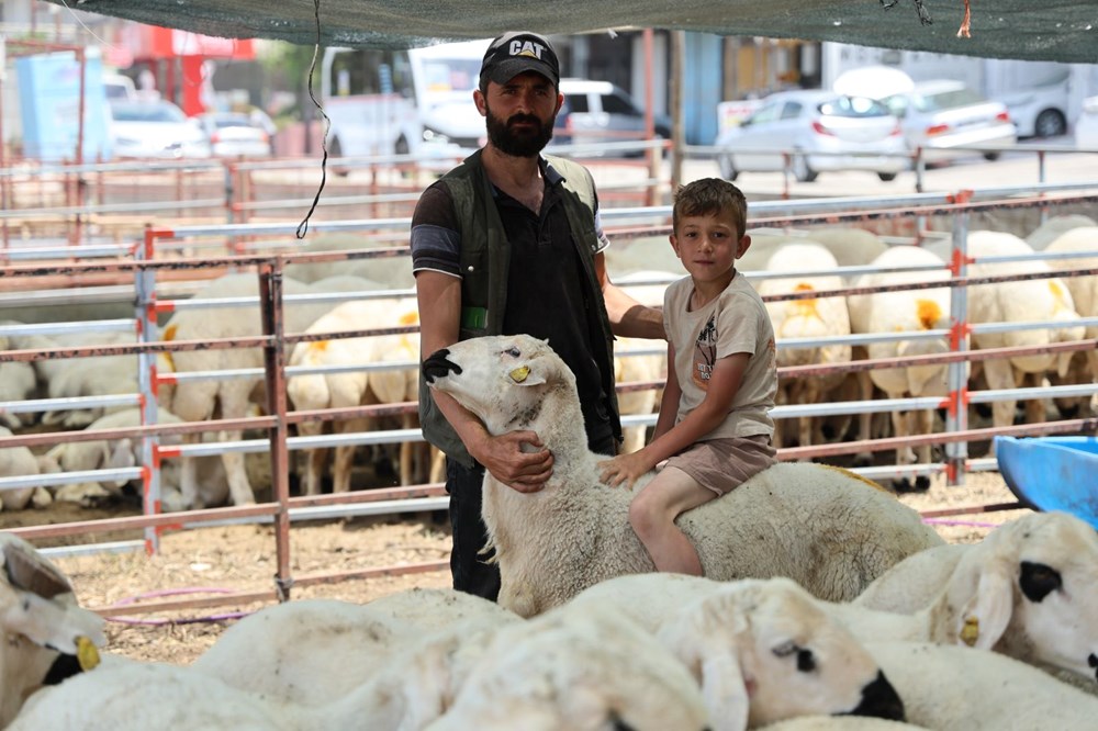 Kurbanlıklar görücüye çıktı: 13 bin liradan başlıyor 74 KAjGa6y0mUKn pqma7 8 Q