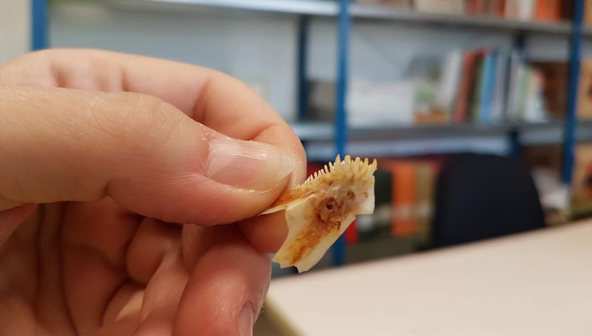 Patara'da 2 bin 300 yıllık balık iskeletleri bulundu