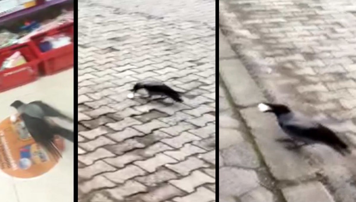 Karga'nın pinpon topuyla imtihanı