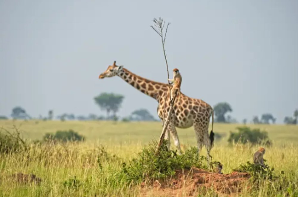 2021 Komik Vah�i Ya�am Foto�raflar� yar��mas�