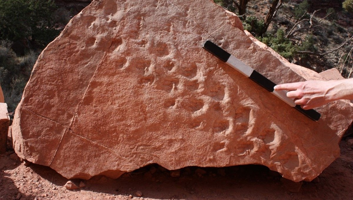 Büyük Kanyon’da yaklaşık 313 milyon yıllık fosil ayak izi bulundu