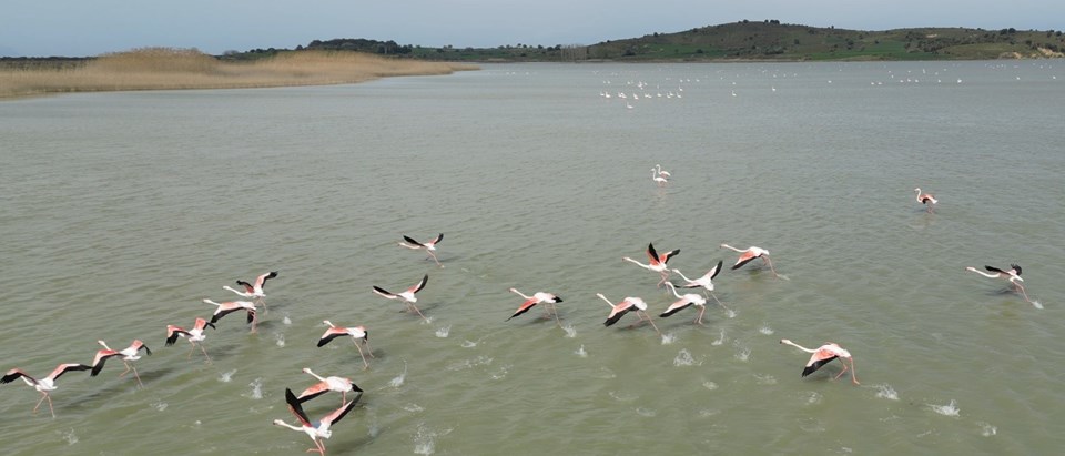 Göçmen flamingolar Tarihi Gelibolu Yarımadası'na geldi - 2