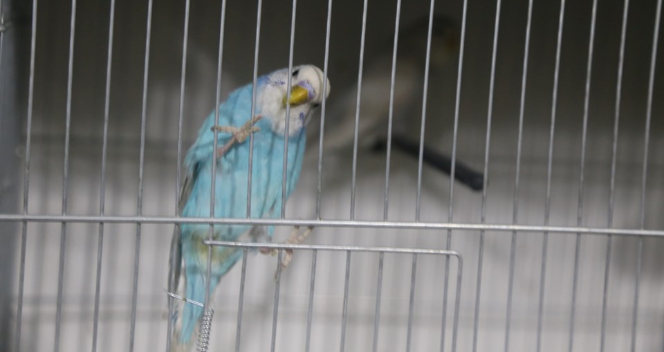 Deprem kuşlara ilgiyi arttırdı: Hayvanlar depremleri önceden hissetti mi? - 1