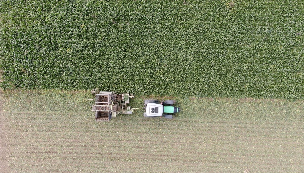 200 dekar alanda üretimi yapılıyor: 5 ton elde edildi