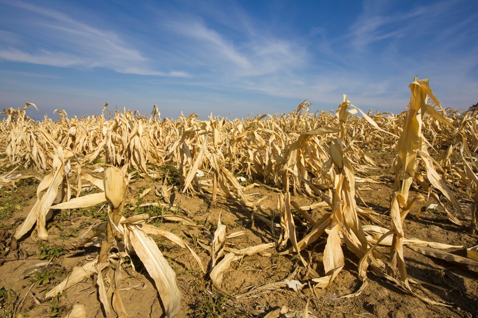 Toprak ve su birlikte ölüyor: 20 yılda gıda üretimi yüzde 12 düşecek - 3