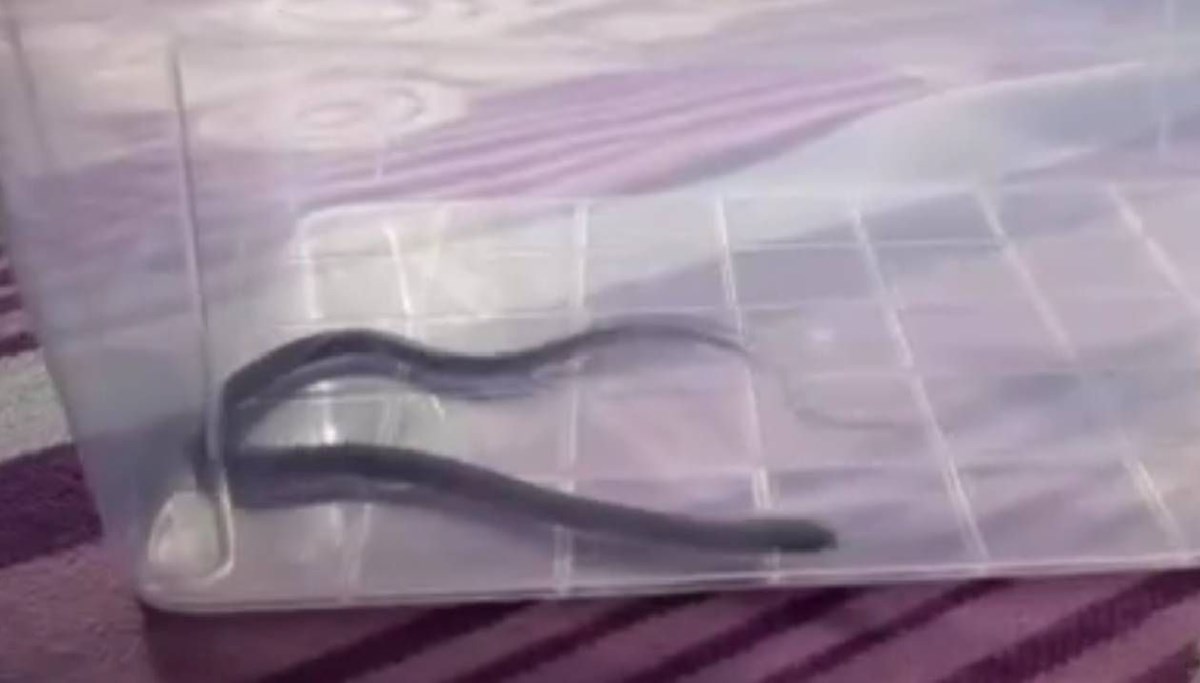 Diyarbakır'da yılan paniği