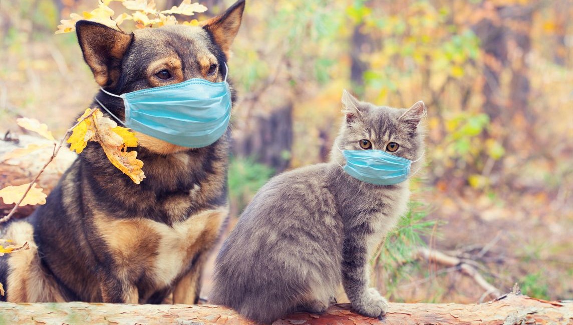 Araştırma Evcil kedi ve köpeklerde corona virüs yaygın olarak