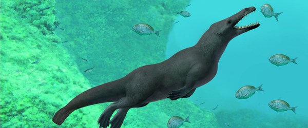 Peru'da 43 milyon yıl öncesine ait dört bacaklı balina fosili bulundu