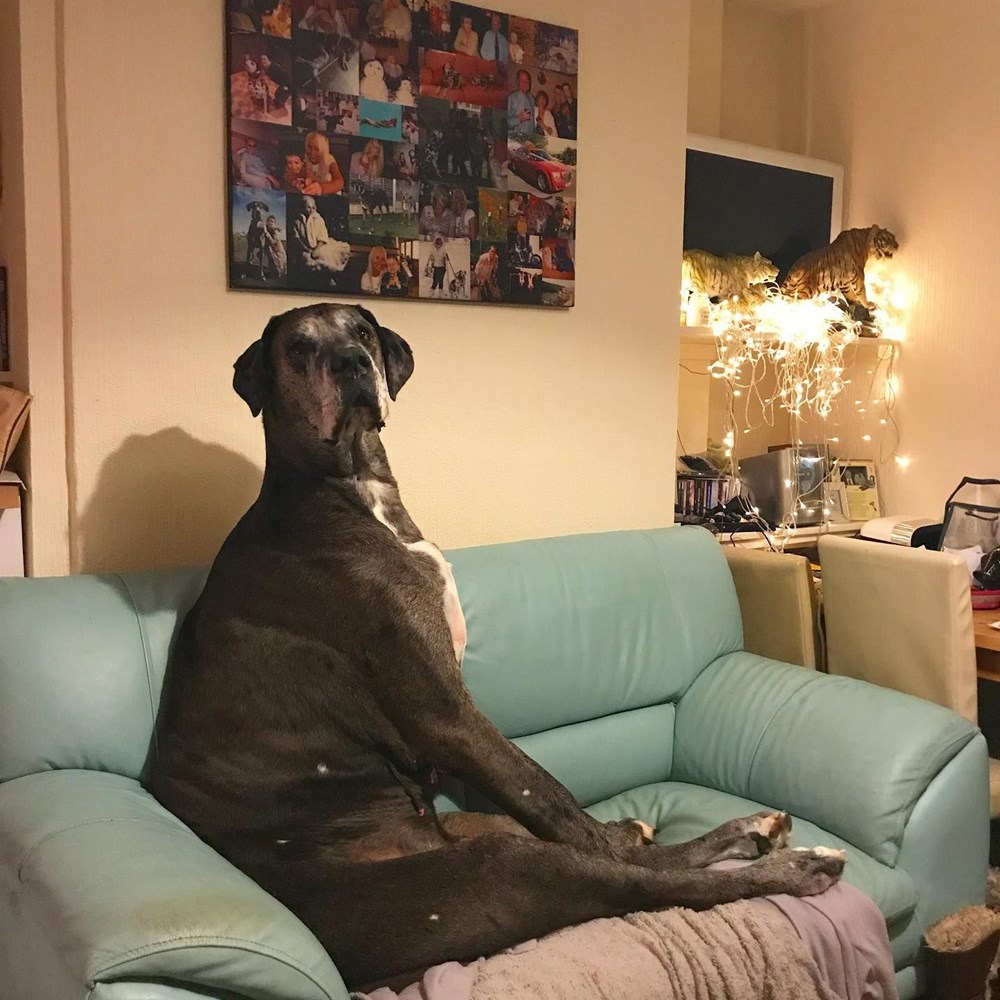 Dünyanın en uzun köpeği Freddy hayatını kaybetti - 33