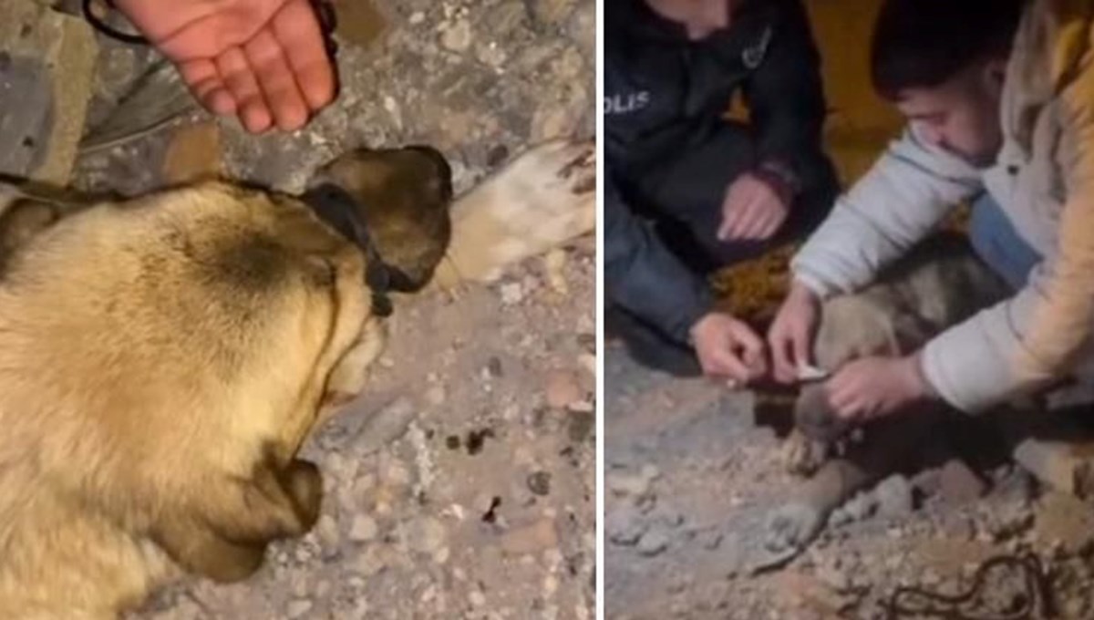 Köpeğin ağzını iple bağladılar! Köpeğin ağzını iple bağladılar!