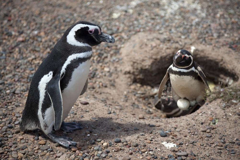 Eşcinsel penguenler Elma ve Lima çocuk sahibi oldu - 3