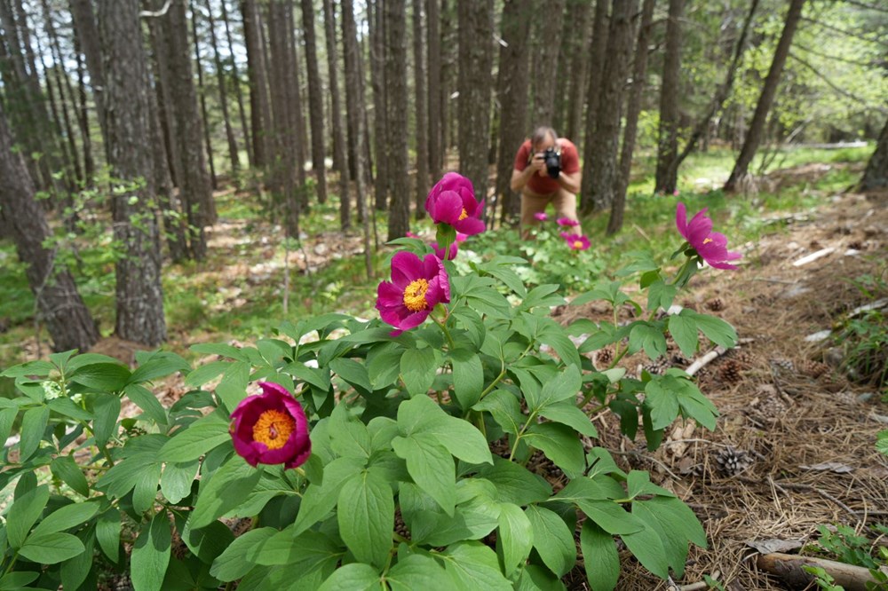 Türkiye'de 7 türü bulunuyor: Koparmanın cezası 557 bin TL - 6