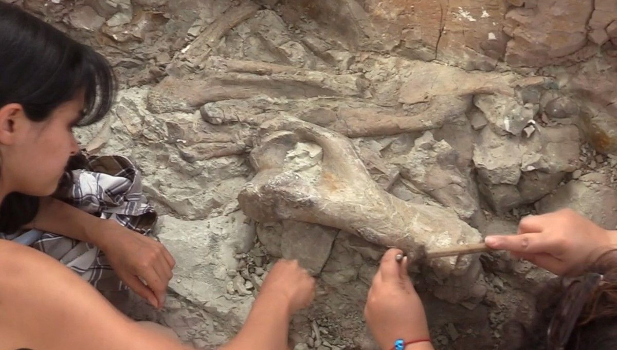 Çankırı'da 9 milyon yıllık keşif: Konobelodon ve choerolophodon kemikleri bulundu Çankırı'da 9 milyon yıllık keşif: Konobelodon ve choerolophodon kemikleri bulundu